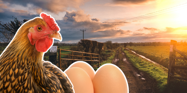 İngiltere’de kuş gribi tehlikesi, “Gezen tavuk yumurtası” satışlarına yasak getirildi!