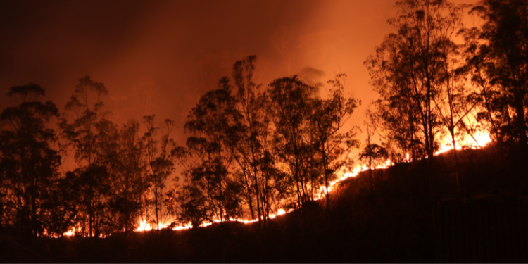 Dünya tarihindeki en eski orman yangınının kalıntıları Galler’de tespit edildi