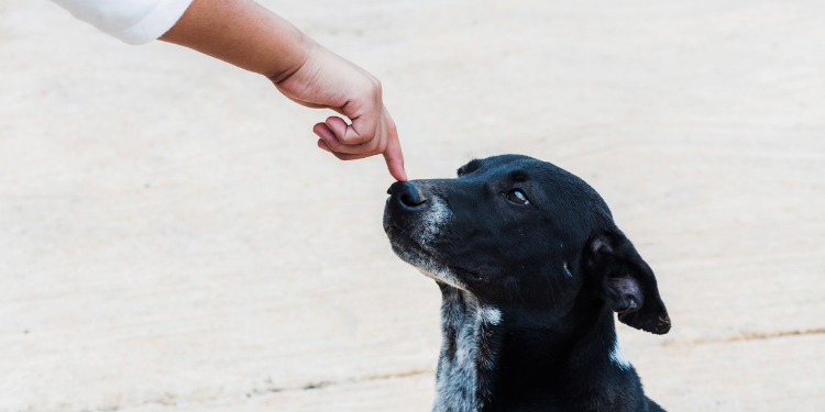 K﻿öpekler insan psikolojisini nefesinden anlayabiliyor